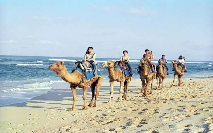 A group of tourists taking a camel safari on beach