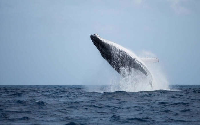 A playful humpback whale doing a backflip in Madagascar