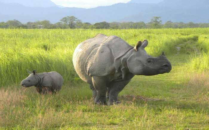 An adult and baby rhino walking on green fields 