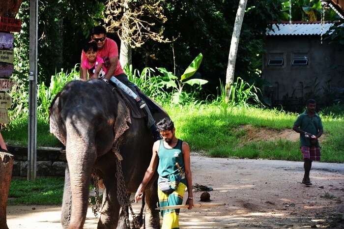 Elephant orphanage in Sri Lanka