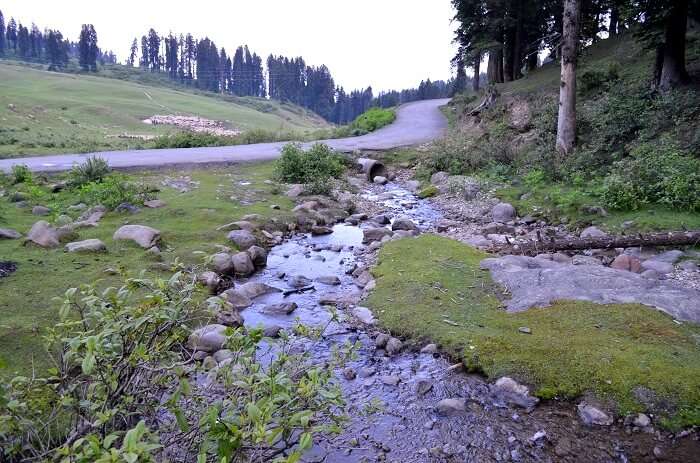 greenery in Doodhpathri 