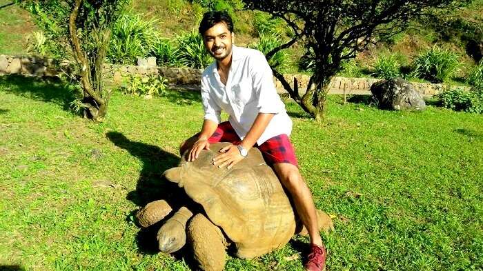 Nature Park giant tortoise
