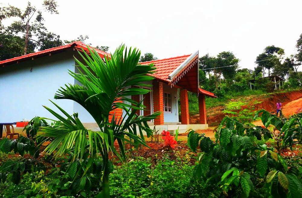 a beautiful homestay surrounded by palm plants