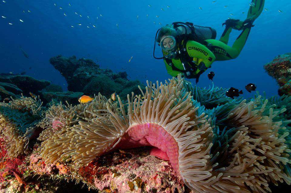 लक्षद्वीप पर्यटन स्थल का सुंदर समुद्री जीवन