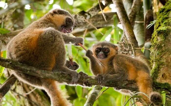 Golden lemurs playing on a tree in Ranomafana National Park