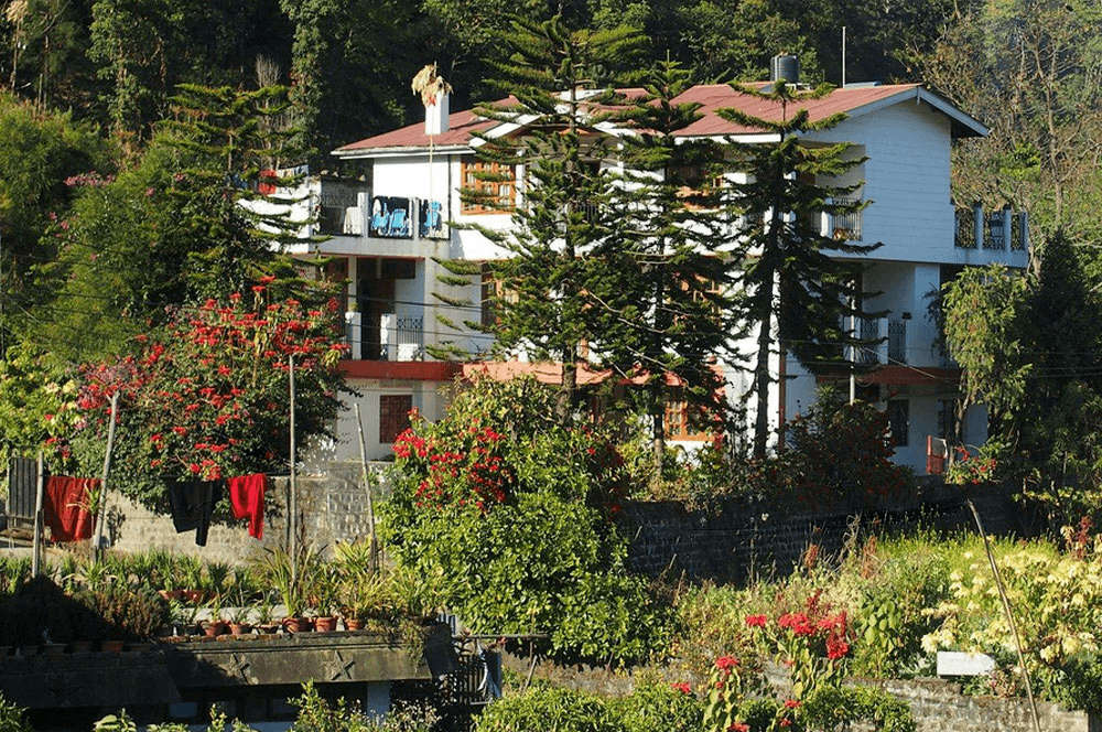 a homestay covered by deodar trees