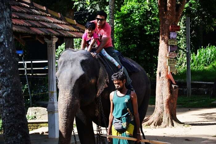 elephant ride in Sri Lanka