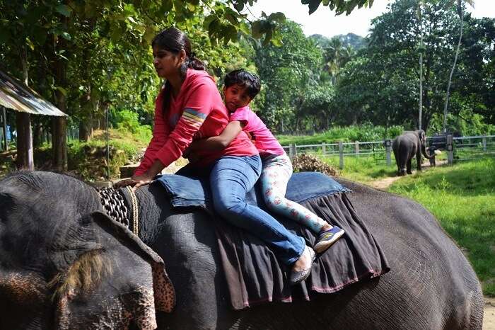 elephant junction in Sri Lanka