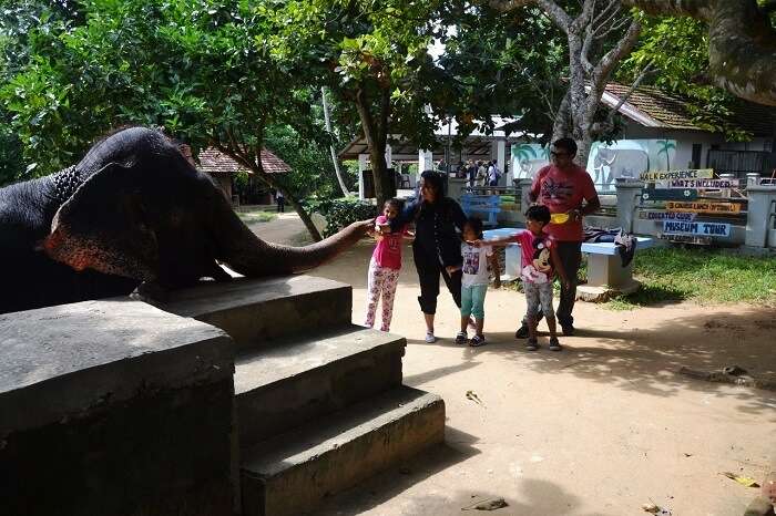 Elephant Junction in Sri Lanka