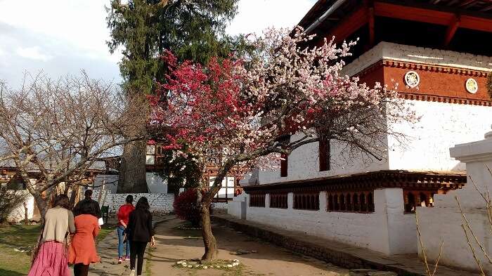 seeking peace at bhutan monastery