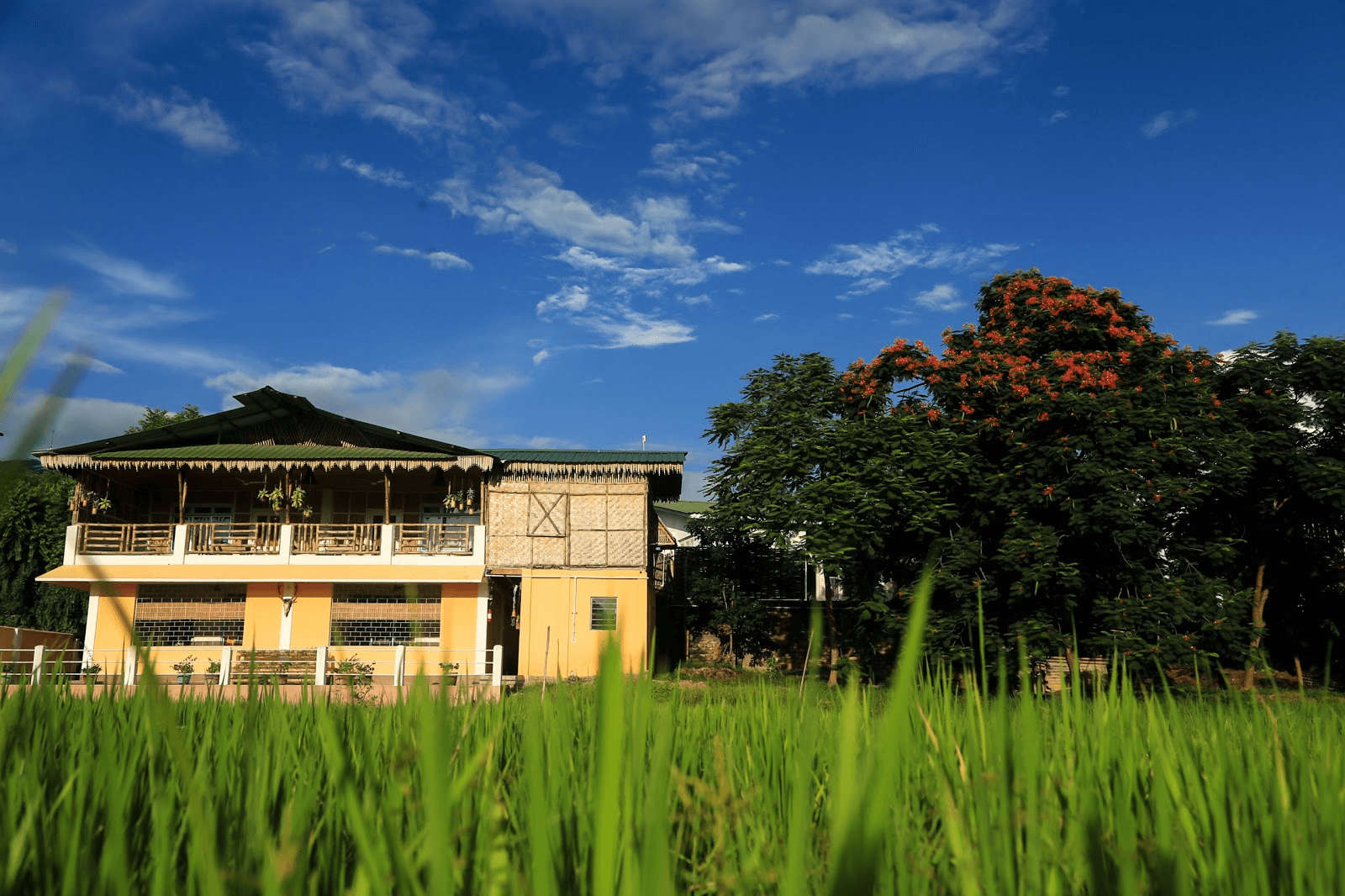 a homestay in the middle of rice fields