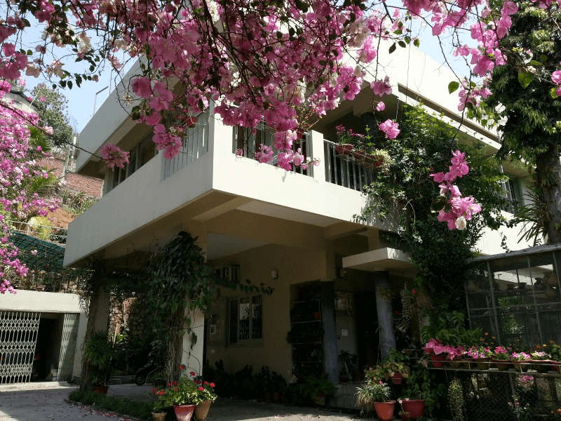 bougainvillea flowers in the premises of a homestay