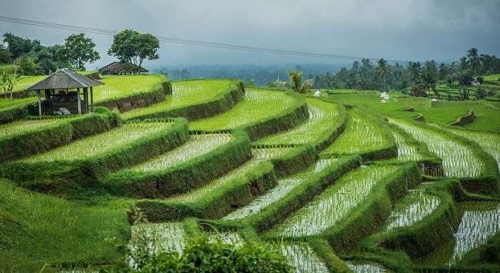 go on a hiking trip to tirtagangga