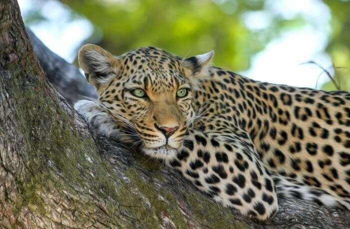 Leopard view