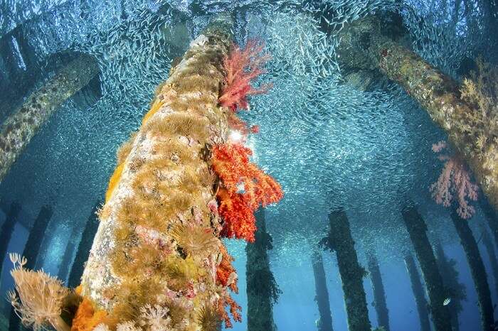 Black Rock coral garden in Aqaba