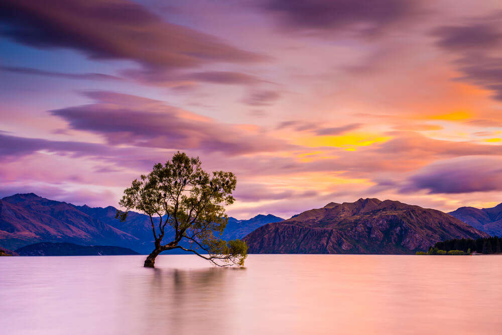 Lone Tree of Lake Wanaka