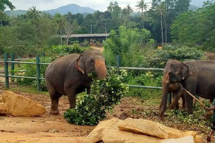 elephant sanctuaries in sri lanka