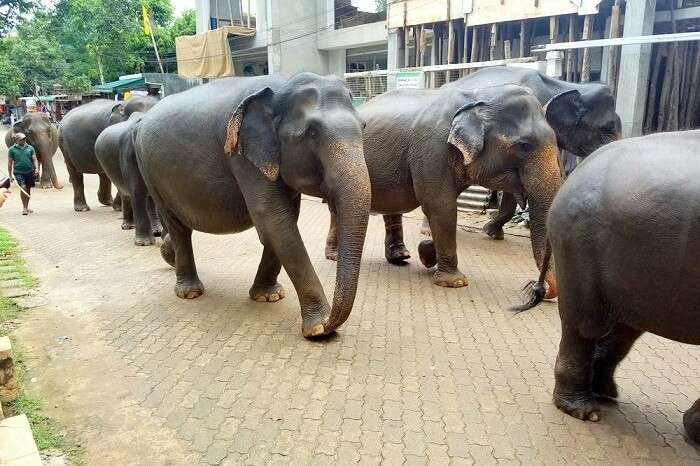 animals in Sri Lanka