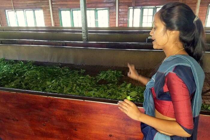 tea factory in Sri Lanka