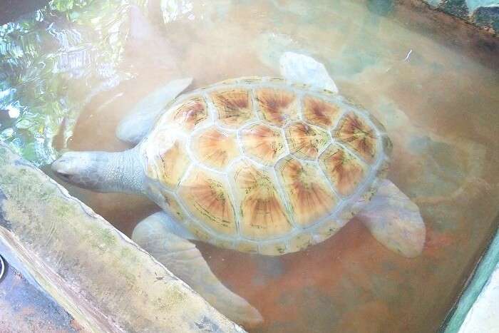 rare turtles in Sri Lanka