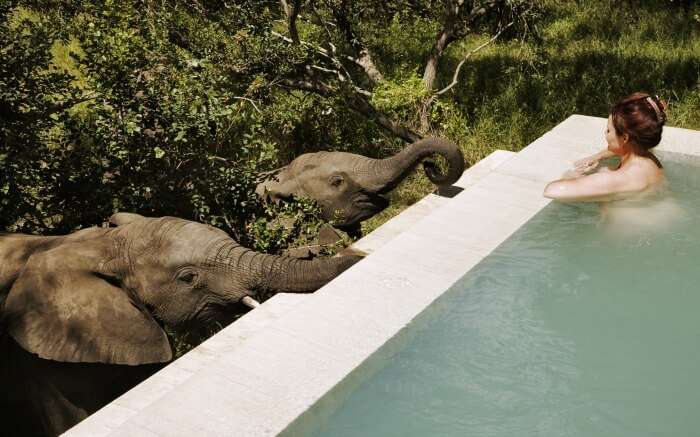 A woman taking a bath in a pool in Royal Malewane game lodge in Thornybush Game Reserve 