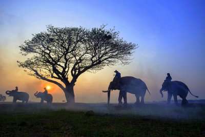 people riding elphants at Adventures With Elephants
