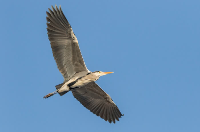  Bird-watching at Rajaji National Park