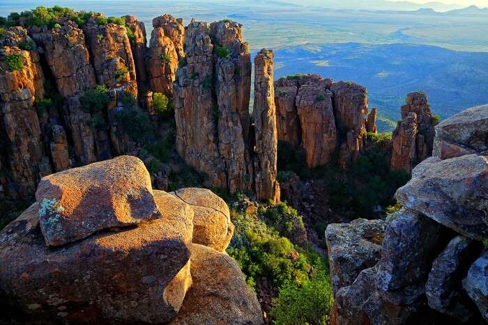 south african jungle