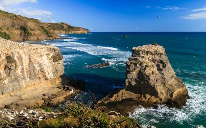 Cliffs and approaching waves by the Muriwai Beach in Auckland 