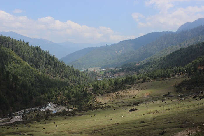 farms of bhutan
