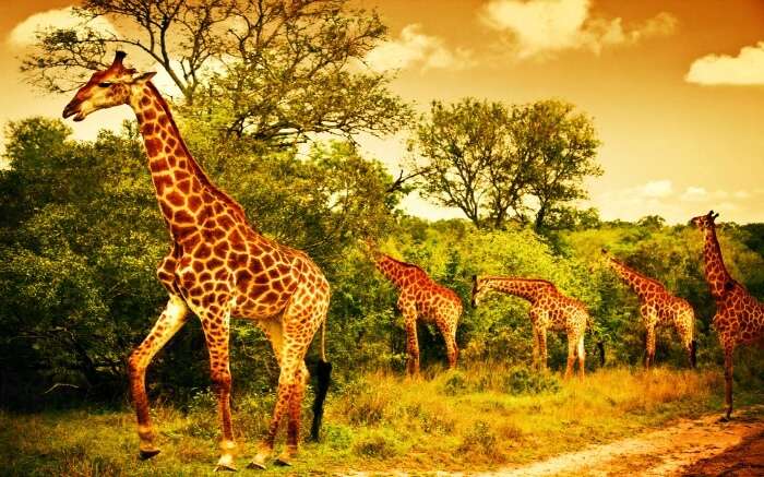 Giraffes roaming around in the jungle of Kruger National Park 