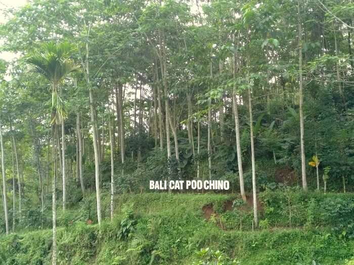 coffee plantations in bali