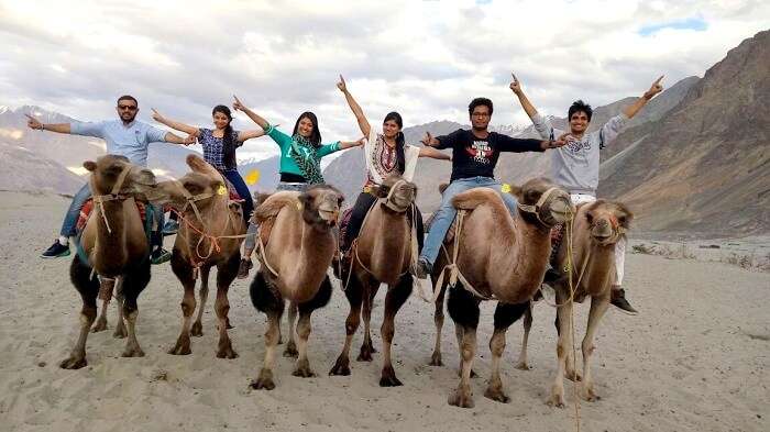 camel ride in ladakh