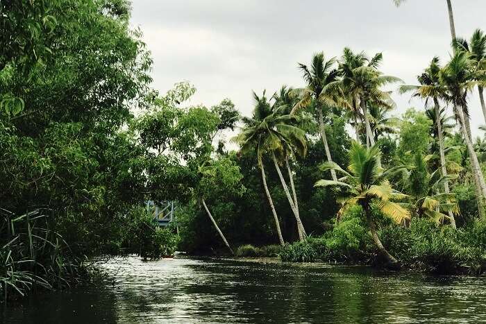 revan kerala boating mangrove tour