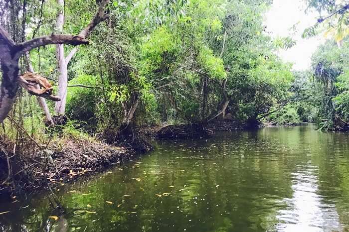revan kerala boating mangrove forest