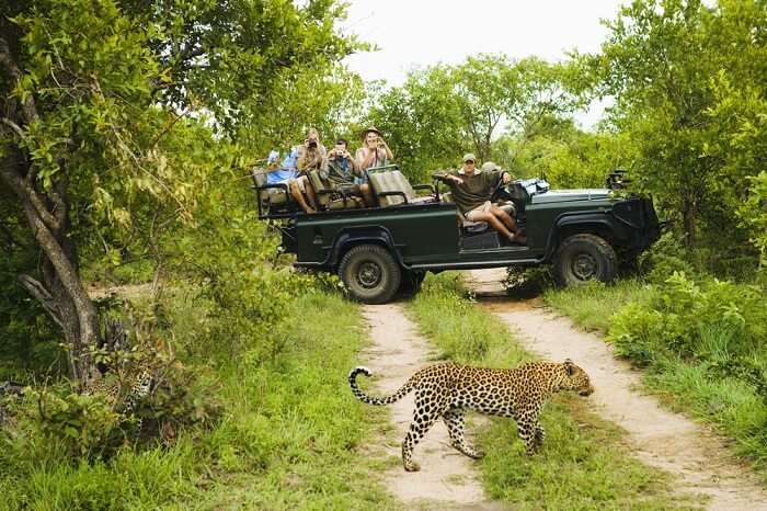 safari in south africa in february