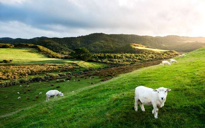Landscape of New Zealand 