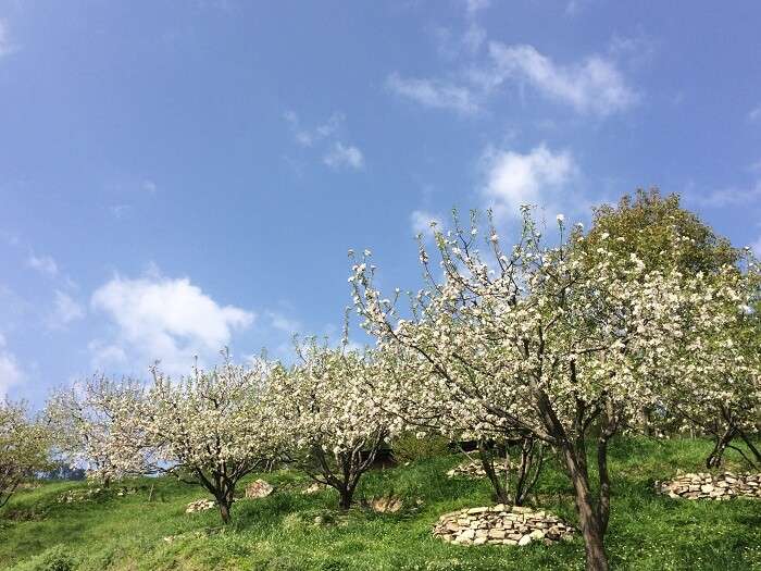 plum trees in bhutan