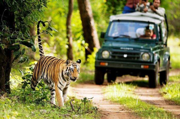 rajaji national park safari timings