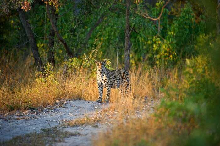 Best Safari In South Africa Into 15 African Wildest Corners 