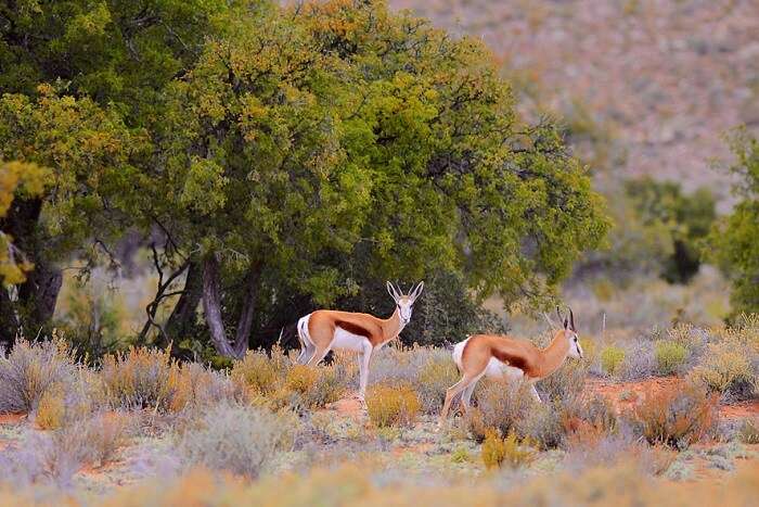 spot african deer at Sanbona Wildlife Reserve