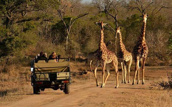 Travelers taking up jeep safari in Thornybush Game Reserve in Kruger National Park