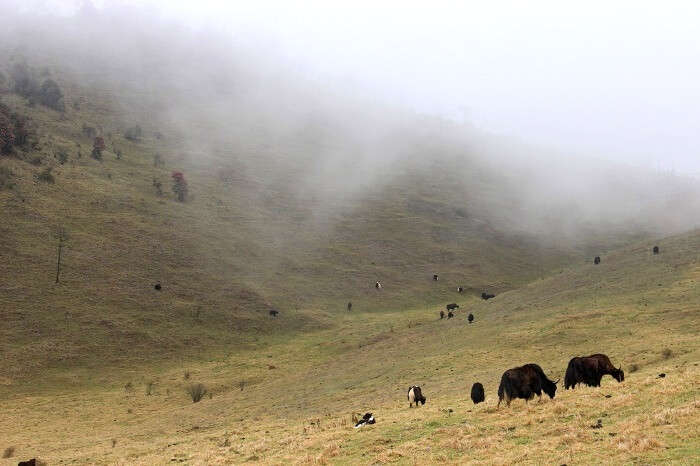 yaks in bhutan