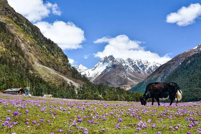 trek to Yumthang flower valley