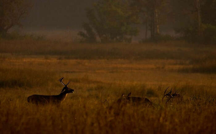 acj-2208-kanha-national-park (6)