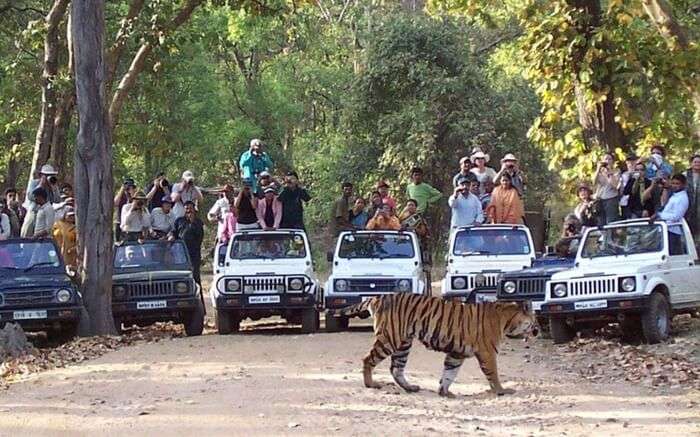 acj-2208-kanha-national-park (8)