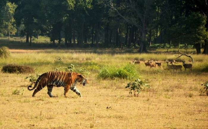 acj-2208-kanha-national-park