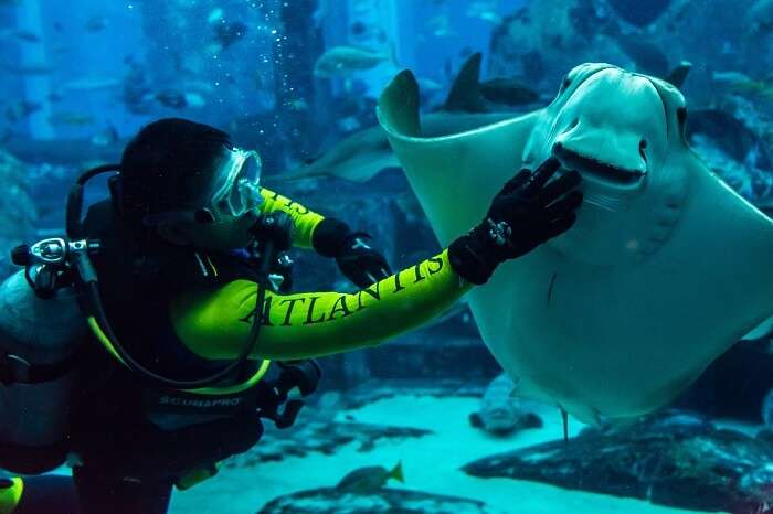 explore dubai's marine life at lost wonders