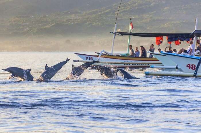 spot dolphins at Lovina beach