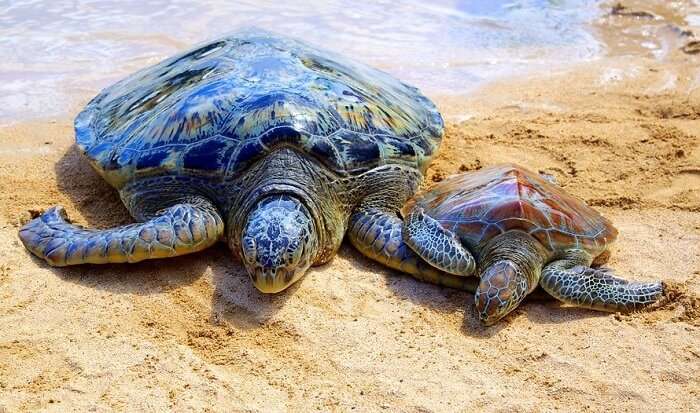 spot turtles trotting on nusa dua beaches bali
